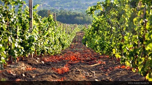 vinograd_kremenjaca